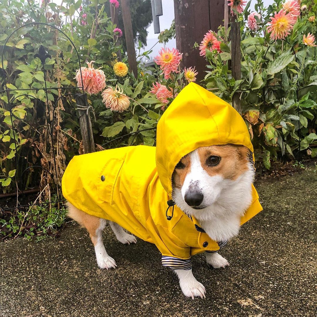 Waterdichte hondenjas voor kle - Outdoor Sport Hoodie recensie en prijs